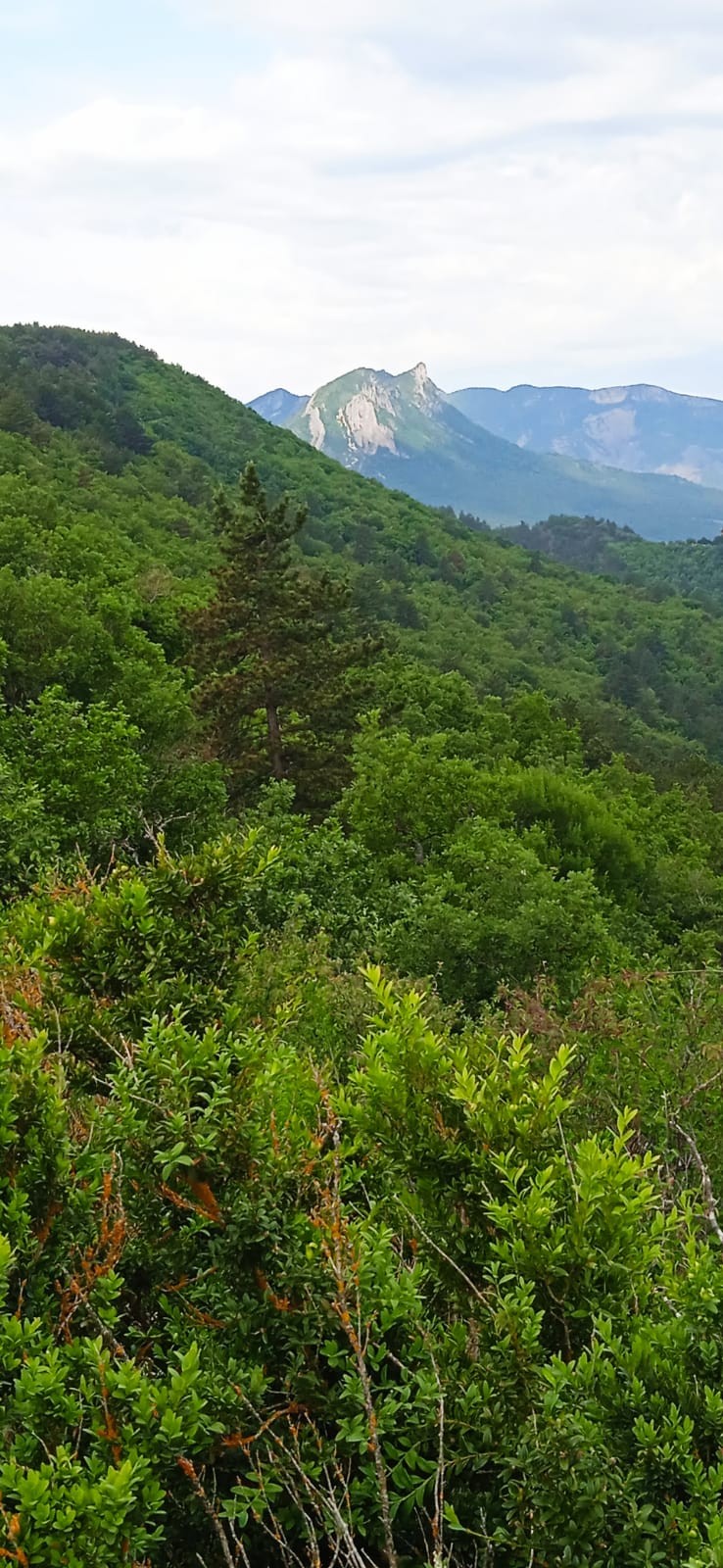Le mollar 1 