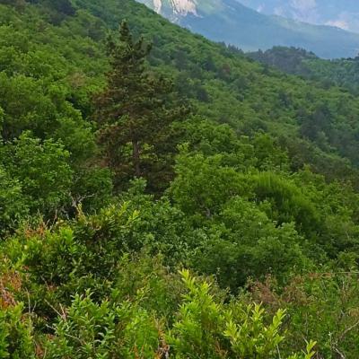 Le mollar 1 