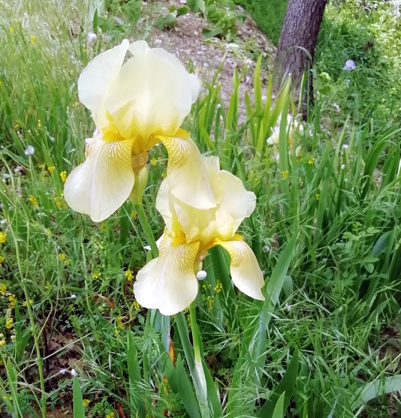 Prieure de salagon 13 