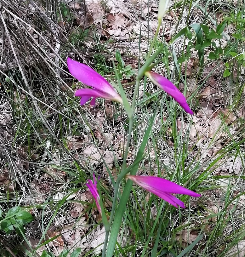 Prieure de salagon 16 