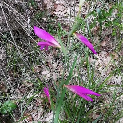 Prieure de salagon 16 