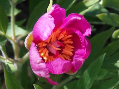 M pivoines en fleurs visorando 116204